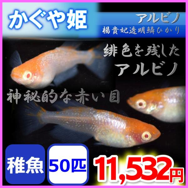 かぐや姫/アルビノ楊貴妃透明鱗ヒカリメダカ　稚魚50匹