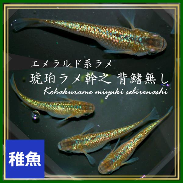 メダカ エメラルド系ラメ 琥珀ラメ幹之背びれ無しメダカ　　稚魚10匹　