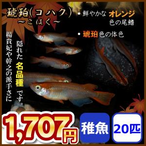 メダカ/琥珀めだか 稚魚20匹 コハクめだか｜medakanoichiba