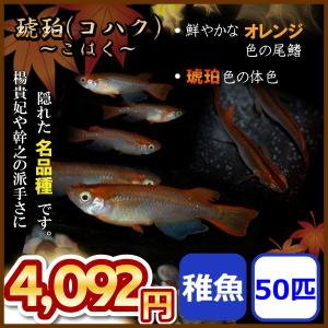 メダカ/琥珀めだか 稚魚50匹 コハクめだか｜medakanoichiba