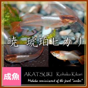 メダカ　琥珀ヒカリめだか Mサイズ3ペア+α 暁メダカ