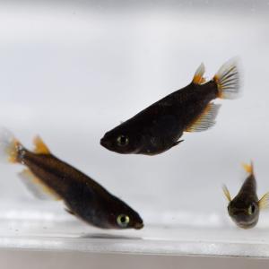 メダカ 黒蜂めだか 黒透明鱗 稚魚10匹の詳細画像2
