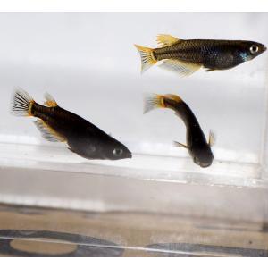 メダカ 黒蜂めだか 黒透明鱗 稚魚10匹の詳細画像1