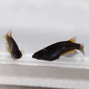 メダカ 黒蜂めだか 黒透明鱗 稚魚10匹の詳細画像3