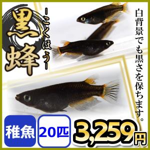 メダカ/黒蜂めだか 黒透明鱗 稚魚20匹｜めだかの市場