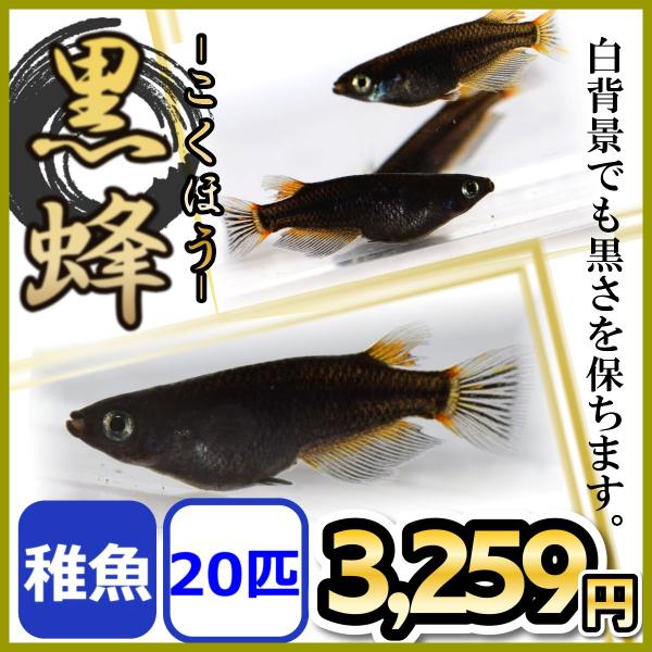 メダカ/黒蜂めだか 黒透明鱗 稚魚20匹