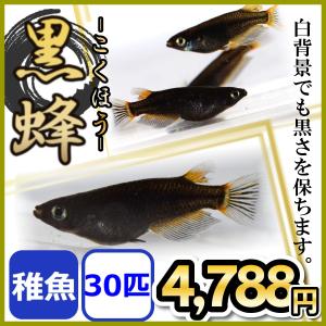 メダカ/黒蜂めだか 黒透明鱗 稚魚30匹｜medakanoichiba