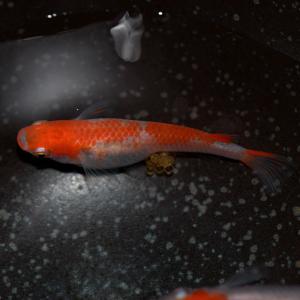 メダカ/ 更紗/紅白めだか 稚魚10匹 紅白メダカの詳細画像1