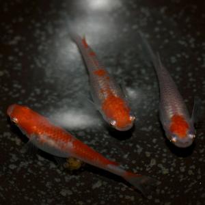 メダカ/ 更紗/紅白めだか 稚魚10匹 紅白メダカの詳細画像2