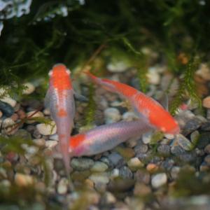 メダカ/ 更紗/紅白めだか 稚魚10匹 紅白メダカの詳細画像3