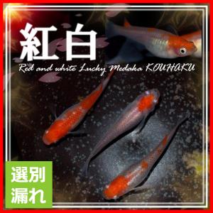 選別漏れ　更紗/紅白めだか選別漏れＭサイズ10匹　紅白メダカ