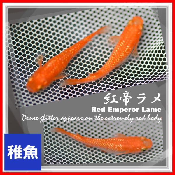 強ラメタイプ 紅帝ラメめだか　稚魚10匹　/紅帝ラメメダカ　