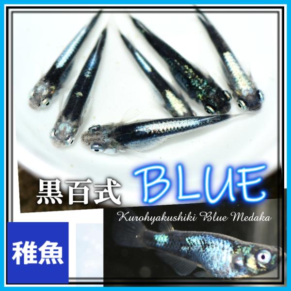 メダカ/ メダカ/黒百式ブルーめだか　稚魚10匹　/黒百式メダカ