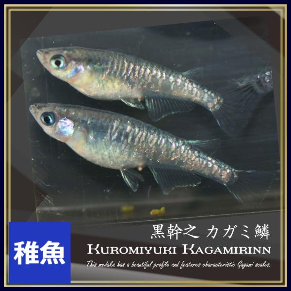 メダカ　黒幹之カガミ鱗　稚魚10匹　黒幹之カガミ鱗メダカ