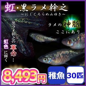 メダカ/虹・黒ラメ幹之背びれ無しメダカ　稚魚30匹｜medakanoichiba