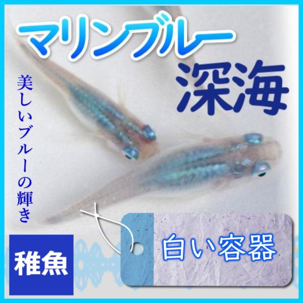 メダカ  マリンブルーメダカ　深海 稚魚10匹/マリンブルーめだか