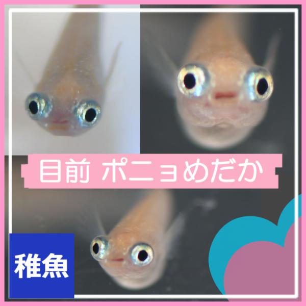 メダカ　出目目前めだか　稚魚10匹　ぽにょメダカ
