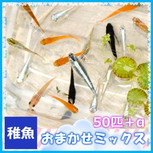 おまかせミックスめだか 稚魚 50匹セット / メダカ｜medakanoichiba