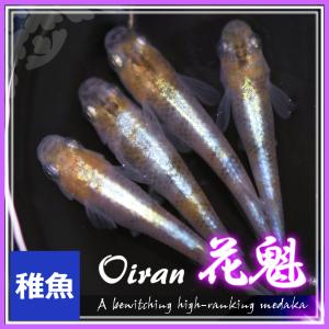 メダカ 花魁めだか 稚魚10匹 /花魁メダカの商品画像