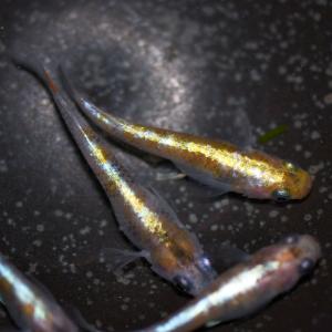 メダカ 花魁めだか 稚魚10匹 /花魁メダカの詳細画像2