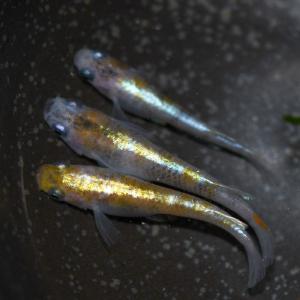 メダカ 花魁めだか 稚魚10匹 /花魁メダカの詳細画像3