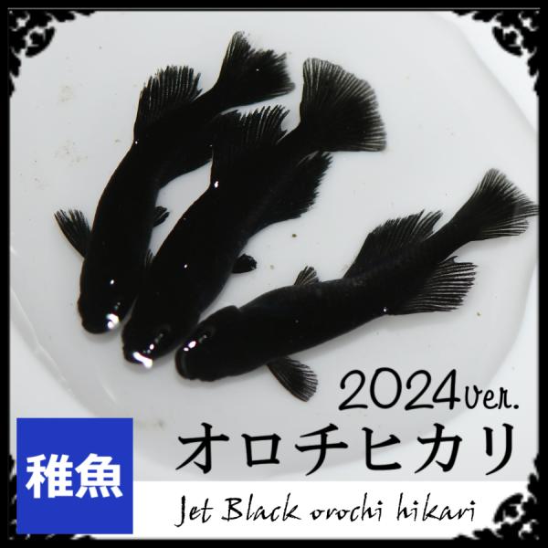 メダカ/2024ver オロチヒカリメダカ　稚魚10匹　/オロチヒカリめだか