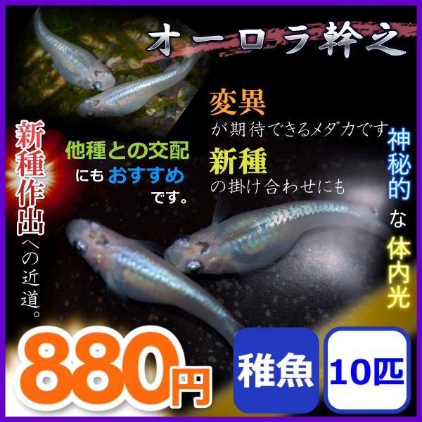 メダカ/オーロラ幹之めだか 稚魚10匹