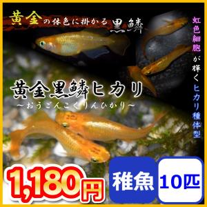 メダカ/黄金黒鱗ヒカリめだか 稚魚10匹