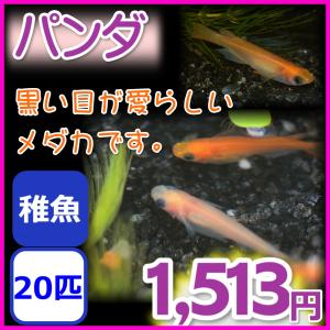 パンダメダカ/パンダめだか　稚魚20匹｜medakanoichiba