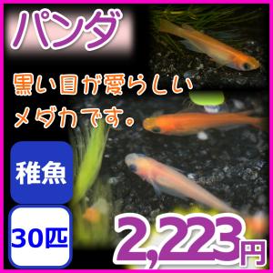 パンダメダカ/パンダめだか　稚魚30匹｜medakanoichiba