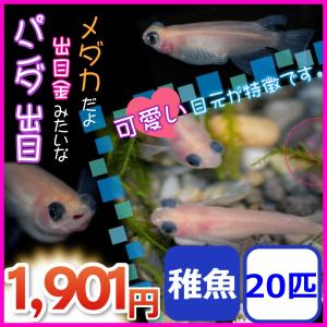 メダカ/パンダ出目めだか 稚魚20匹の商品画像