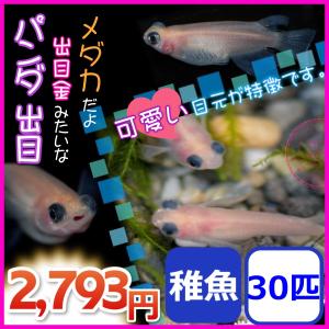 メダカ/パンダ出目めだか 稚魚30匹｜medakanoichiba