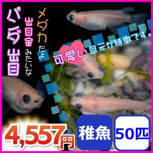メダカ/パンダ出目めだか 稚魚50匹｜medakanoichiba