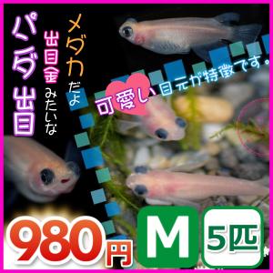 めだかの市場 パンダ系 種類で選ぶ Yahoo ショッピング