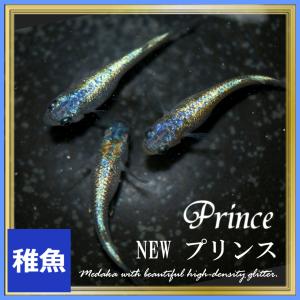 メダカ　NEWプリンスめだか　稚魚10匹　プリンスメダカ　　
