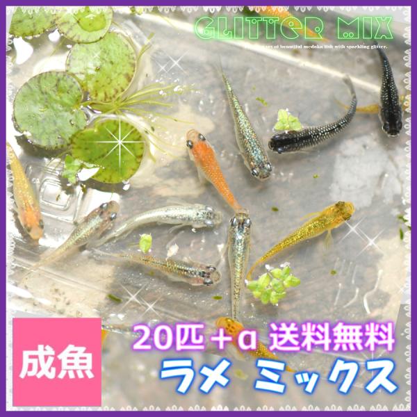 メダカ  送料無料　ラメミックスめだか Mサイズ20匹+α セット　ラメめだかミックス
