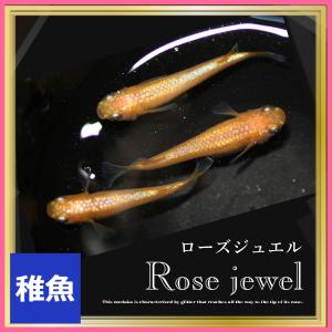 メダカ レックウザメダカ 稚魚10匹 レックウザめだか : めだかの市場