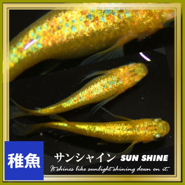 メダカ  サンシャインめだか　稚魚10匹　サンシャインメダカ　