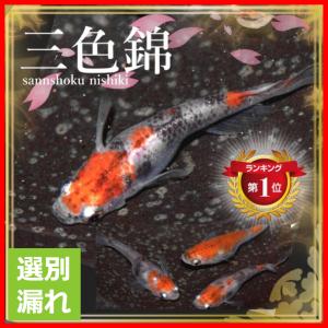 選別漏れ 乙姫めだか 選別漏れMサイズ10匹＋α 乙姫メダカ : めだかの