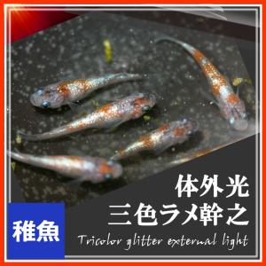 メダカ 三色ラメ幹之体外光 稚魚10匹 /三色ラ...の商品画像
