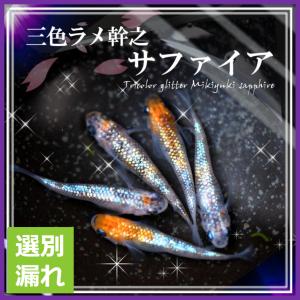 選別漏れ 三色ラメ幹之体外光めだか 選別漏れMサイズ10匹＋α 三色ラメ