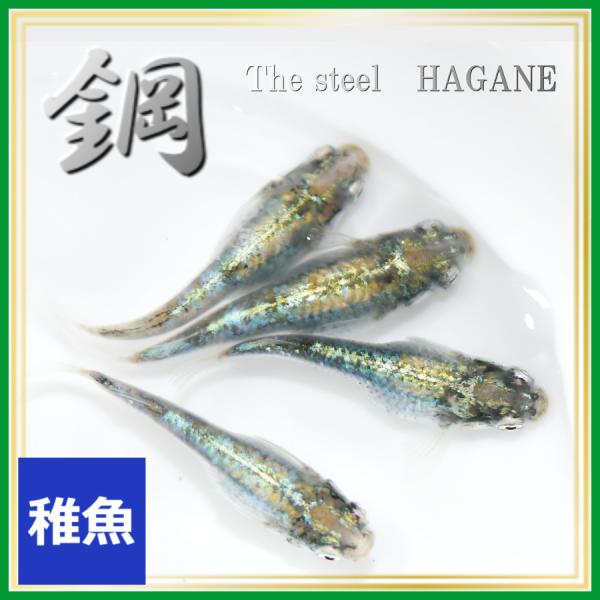 メダカ 緑光系 鋼　側面光 稚魚10匹　/鋼めだか　緑光めだか