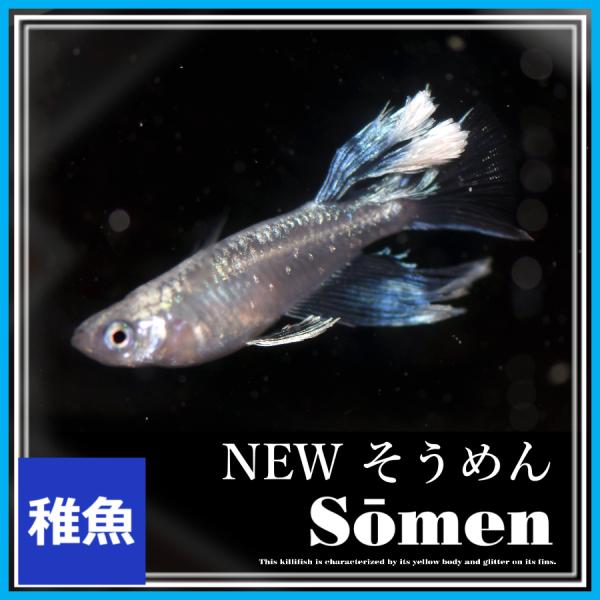 メダカ　NEWそうめんメダカ　稚魚10匹　そうめんめだか　リアルロングフィン　RLF