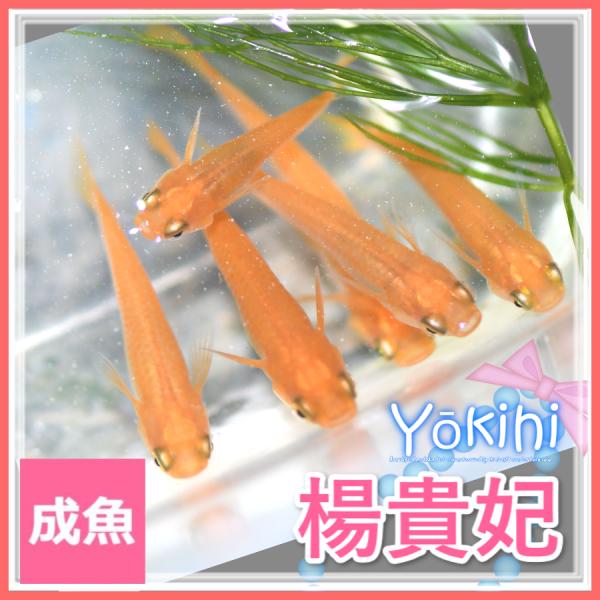 メダカ  送料無料  楊貴妃メダカ　Mサイズ１０匹＋α セット　ようきひめだか