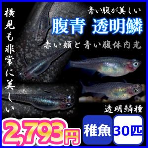 メダカ/腹青透明鱗めだか 稚魚30匹｜medakanoichiba