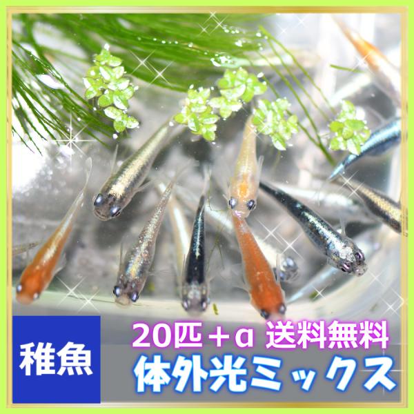 メダカ  送料無料 /体外光めだかミックス 稚魚20匹+α セット/体外光メダカミックスセット