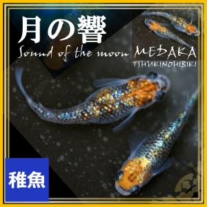 メダカ 月の響めだか 稚魚10匹 月の響メダカの商品画像