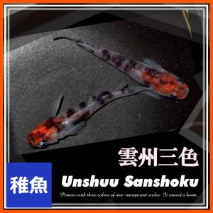 メダカ/ 雲州三色めだか  稚魚10匹　/非透明鱗三色錦メダカ