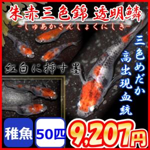 朱赤三色錦透明鱗メダカ　稚魚50匹/三色めだか