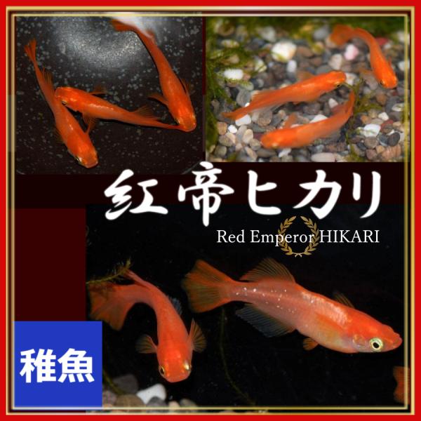 紅帝 楊貴妃ヒカリメダカ/東天光　稚魚10匹　紅帝 楊貴妃ヒカリめだか　